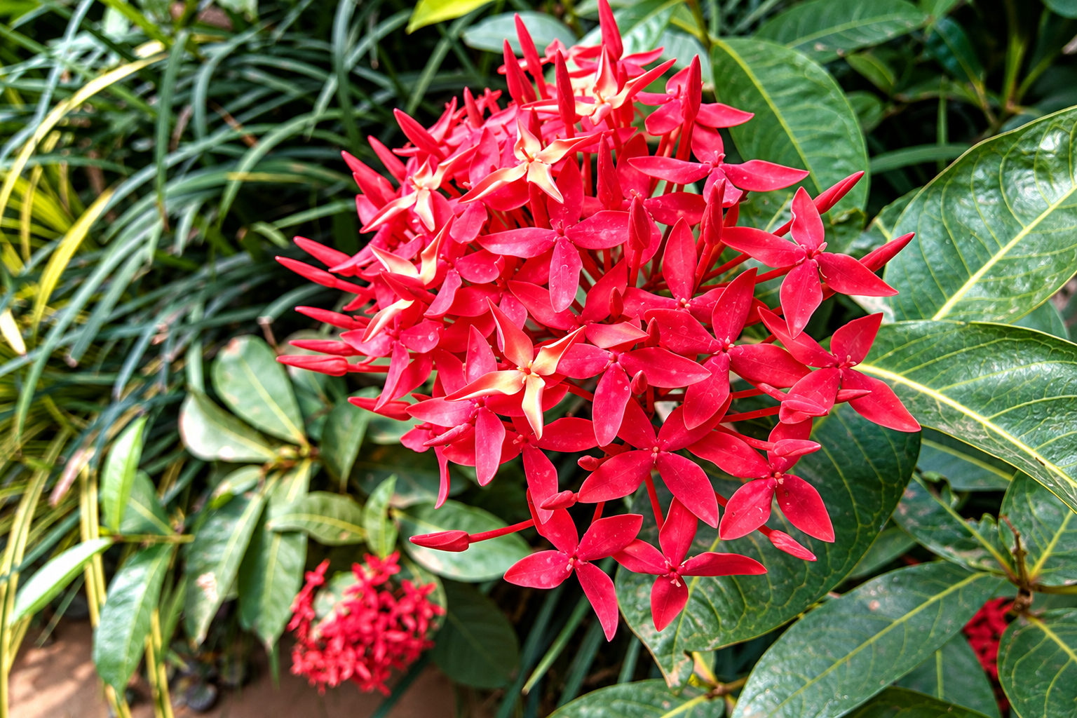 Meraki Life, Lonavala